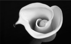 Obraz na stenu ZS - bez pomeru strán