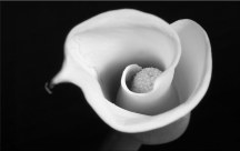 ciernobiely obraz - Kvet zs268