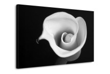 ciernobiely obraz - Kvet zs268