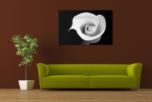 ciernobiely obraz - Kvet zs268