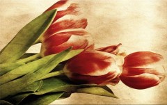 Obraz na stenu ZS - bez pomeru strán