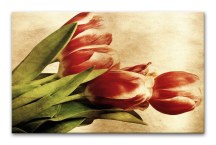 Tulipány Obrazy zs269