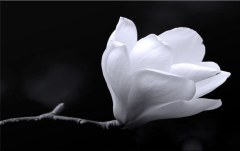 Obraz na stenu ZS - bez pomeru strán