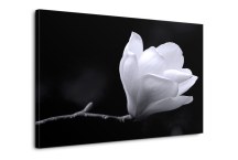 Čierno-biele Obrazy Kvet Magnólie zs271