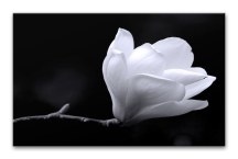 Čierno-biele Obrazy Kvet Magnólie zs271
