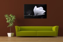 Čierno-biele Obrazy Kvet Magnólie zs271