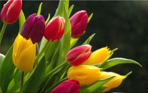 Obraz Tulipány zs3131