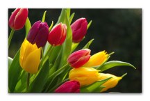 Obraz Tulipány zs3131