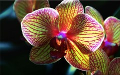 Obraz na stenu ZS - bez pomeru strán