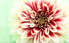 Obraz na stenu ZS - bez pomeru strán