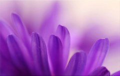 Obraz na stenu ZS - bez pomeru strán