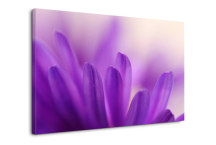 Obraz Kvet fialový zs3134