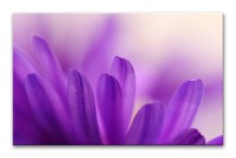 Obraz Kvet fialový zs3134