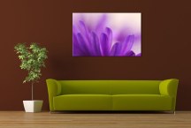 Obraz Kvet fialový zs3134