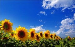 Obraz na stenu ZS - bez pomeru strán