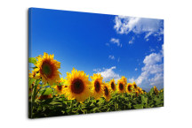 Obraz Slnečnice zs3135