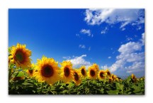 Obraz Slnečnice zs3135