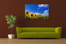 Obraz Slnečnice zs3135