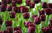 Obraz Tulipány zs3136