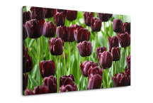 Obraz Tulipány zs3136