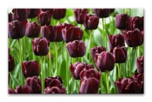 Obraz Tulipány zs3136