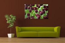 Obraz Tulipány zs3136