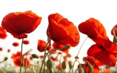 Obraz na stenu ZS - bez pomeru strán