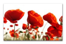 Obraz Červené Maky zs3137