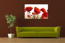 Obraz Červené Maky zs3137