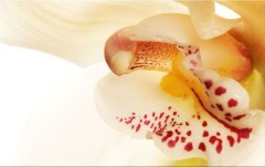 Obraz na stenu ZS - bez pomeru strán