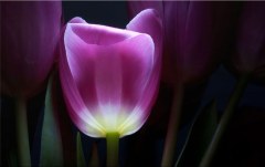 Obraz na stenu ZS - bez pomeru strán