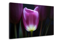 Obraz Tulipán zs3139