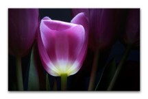 Obraz Tulipán zs3139