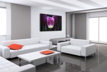 Obraz Tulipán zs3139