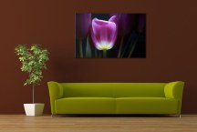 Obraz Tulipán zs3139