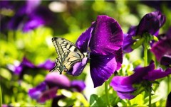 Obraz na stenu ZS - bez pomeru strán