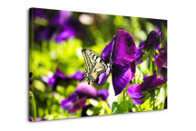 Obrazy Poľné Kvety zs3140
