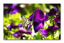 Obrazy Poľné Kvety zs3140