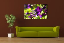 Obrazy Poľné Kvety zs3140