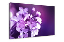 Obrazy Kvetov - Fialové Kvety zs3141