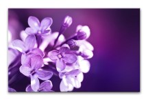 Obrazy Kvetov - Fialové Kvety zs3141