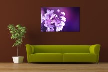Obrazy Kvetov - Fialové Kvety zs3141