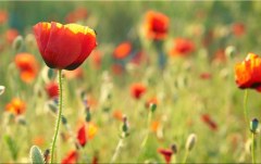 Obraz na stenu ZS - bez pomeru strán