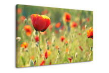 Obrazy s Kvetmi Divé maky zs3142
