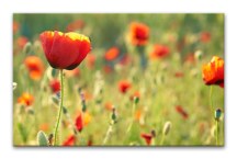Obrazy s Kvetmi Divé maky zs3142