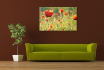 Obrazy s Kvetmi Divé maky zs3142