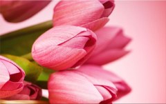 Obraz na stenu ZS - bez pomeru strán