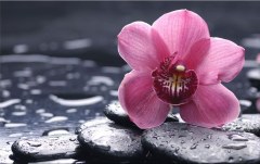 Obraz na stenu ZS - bez pomeru strán