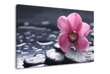 Obraz Kvet na kameni zs3144