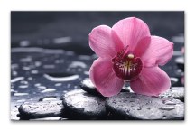 Obraz Kvet na kameni zs3144